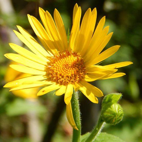 Арника экстракт